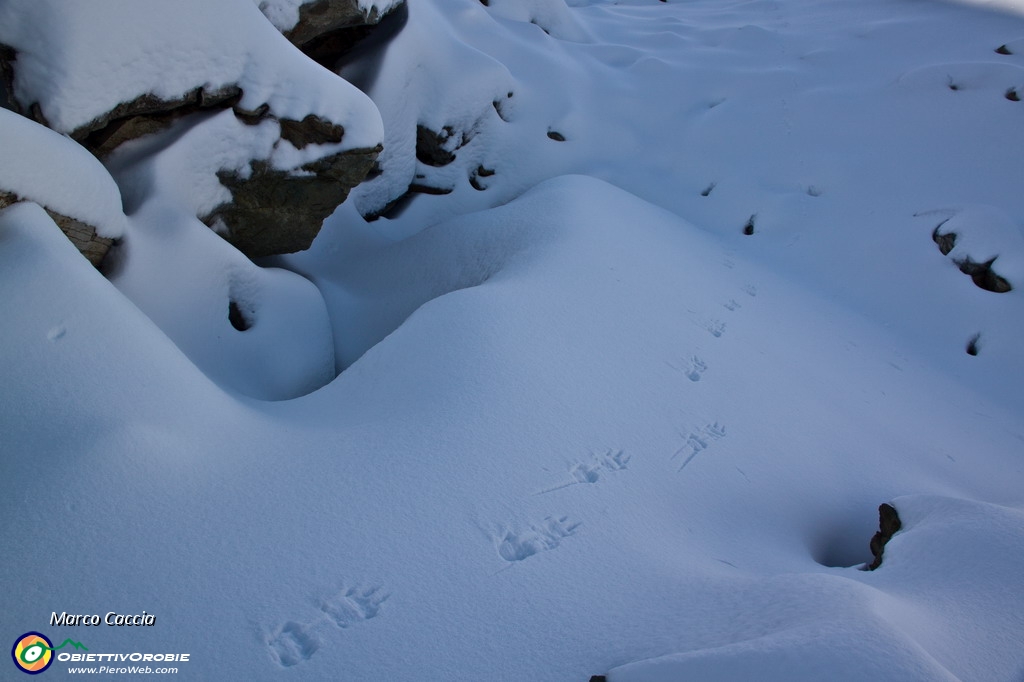 33_impronte sui ponti di neve.JPG